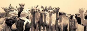 Voir le détail de cette oeuvre: marché aux chameaux